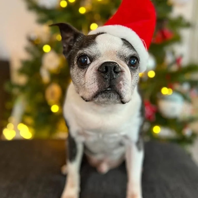 Keep Your Dog Safe and Happy At Christmas