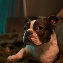 Load image into Gallery viewer, Virtual Gift - Foster Box