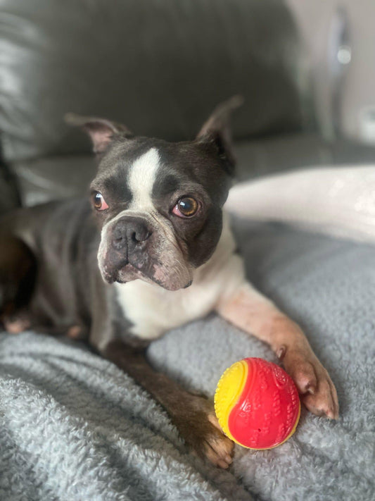 Welcome to the Primrose Pup Gang Misty
