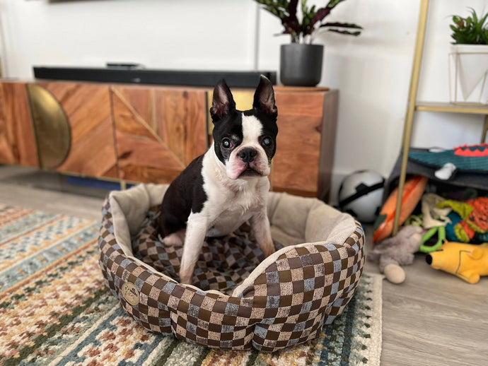 Another Primrose Pup Welcome to Bradie