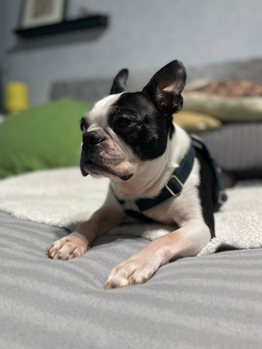 Welcome to the Primrose Pups Barclay