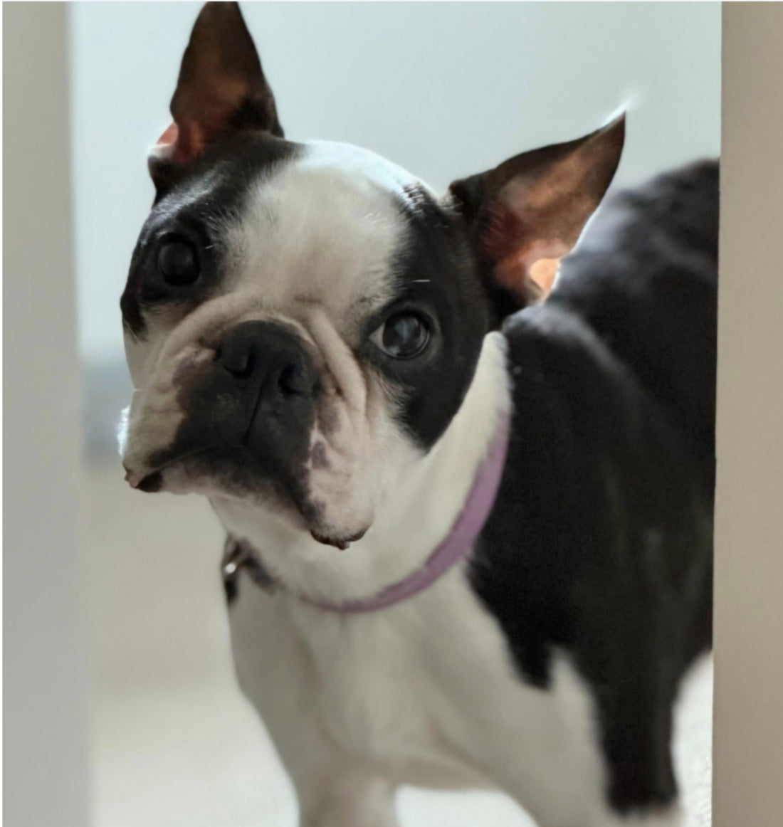 Boston Terrier rescue Frank