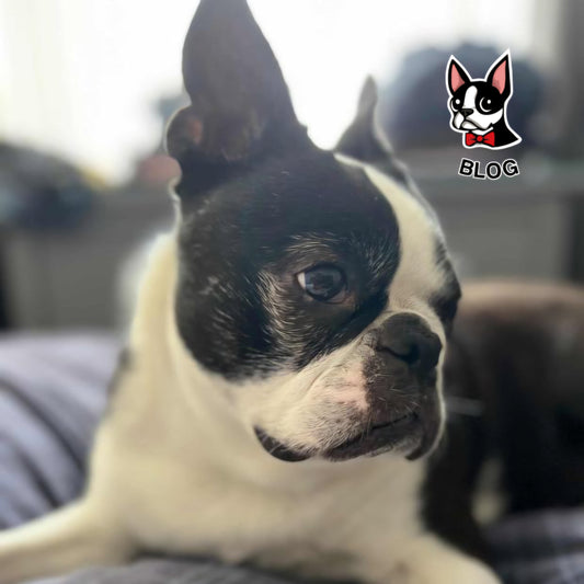 Boston Terriers: Big Hearts, Busy Brains (and Why Rescue Bostons Deserve a Look)