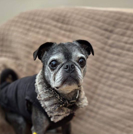 Frostie Boston Terrier