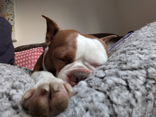 The Importance of Sleep and Decompression for Dogs