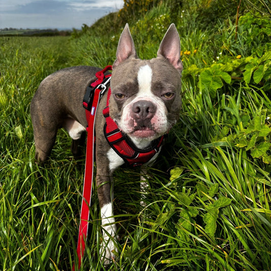 Tick Removal Guide for Boston Terriers