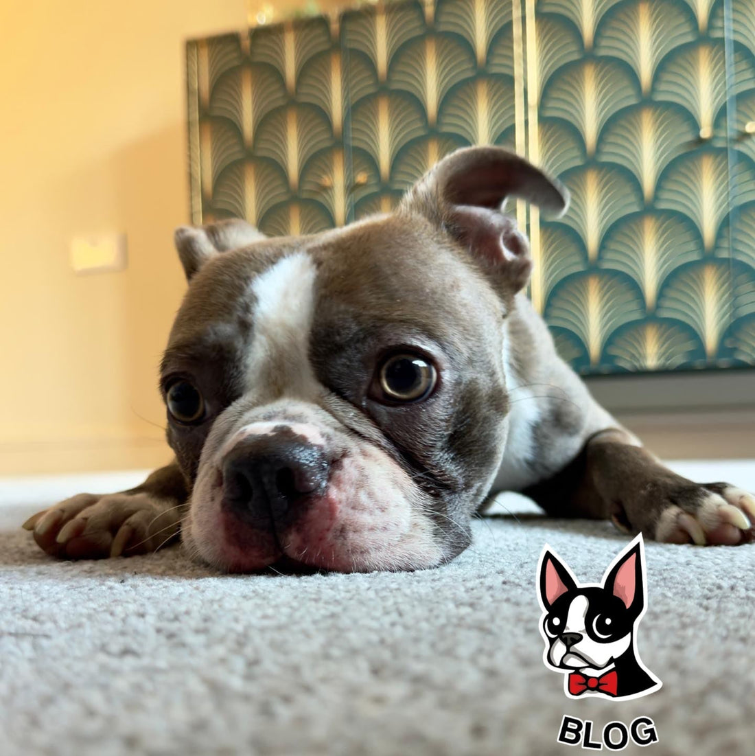 Why Wasn’t My Application Chosen? (We Know It’s Hard!)