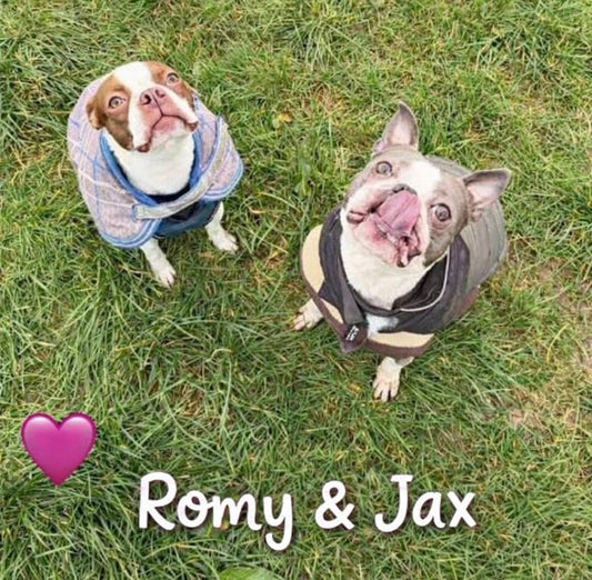 SPECIAL APPEAL - Romy & Jax are still waiting.