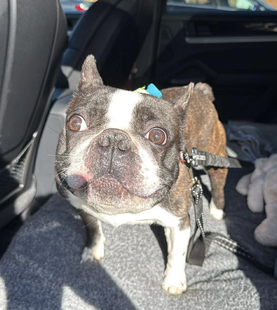 Stanley rescue Boston Terrier