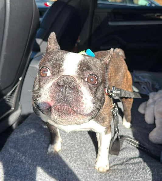 Stanley rescue Boston Terrier