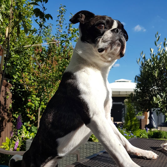 🥰 THANK YOU - In Honour of Bossy the Boston