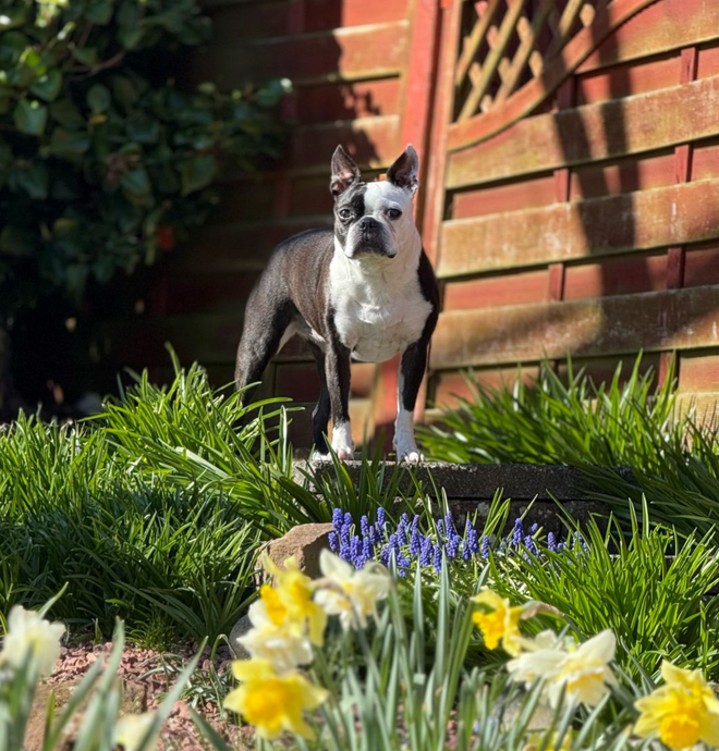 Bella , Home at Last