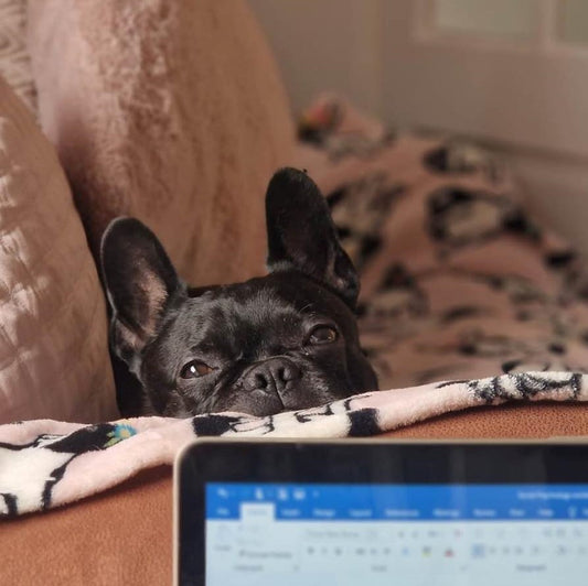 Forever Home Friday - Danny
