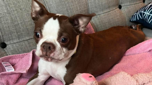 Dilly - From a Towel to a Forever Home
