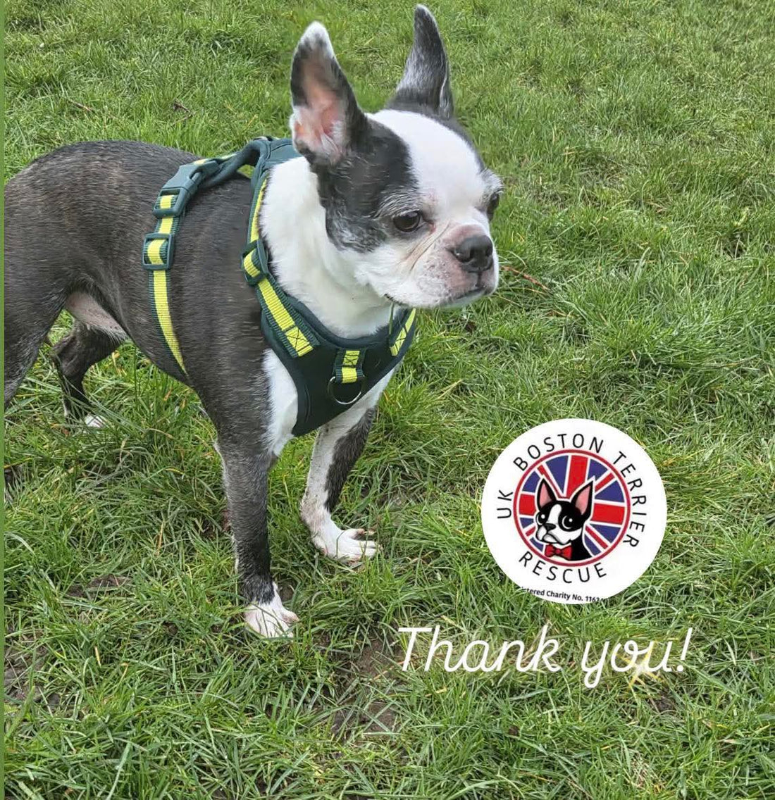 Primrose Pup boston terrier