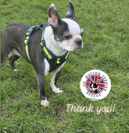 Primrose Pup boston terrier