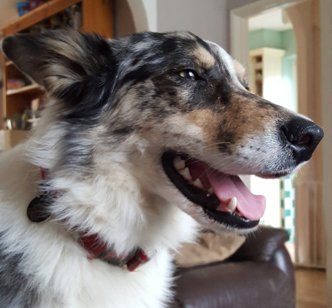 The emotional toll of a reactive dog