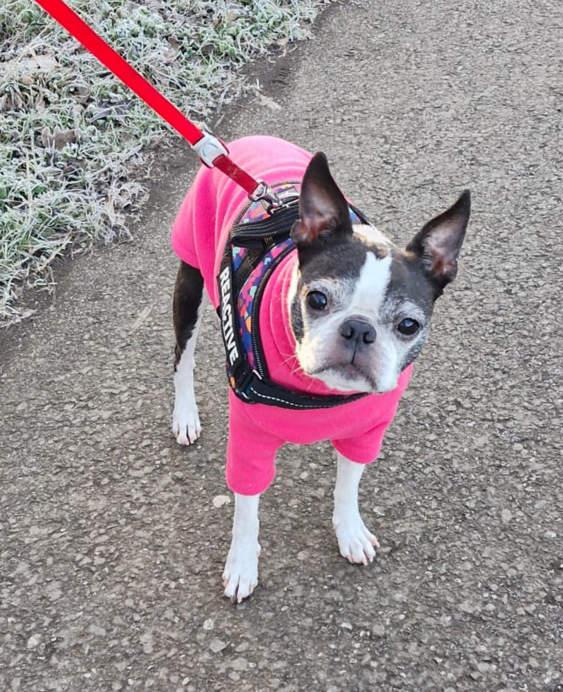 FOSTER A FROSTIE BOSTIE