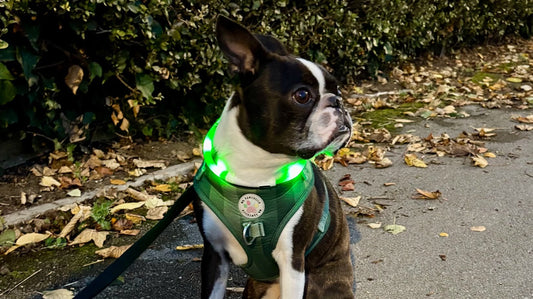 Top tips for walking your Boston at night
