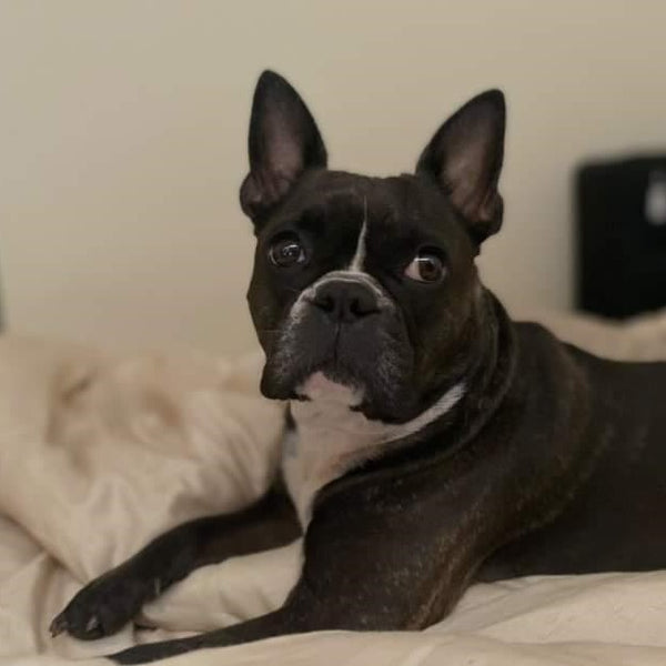 Roxie - Adoption Success Story