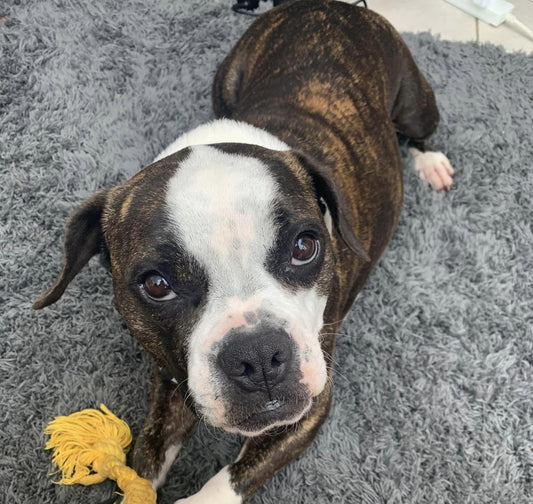 Margot - From Cyprus to Forever Home