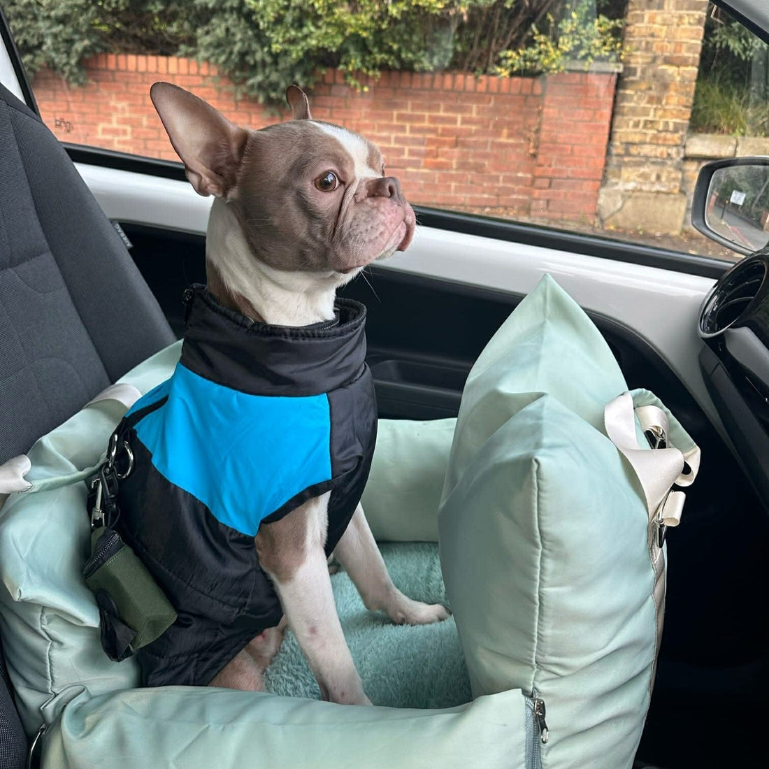 Boston terrier in travel seat