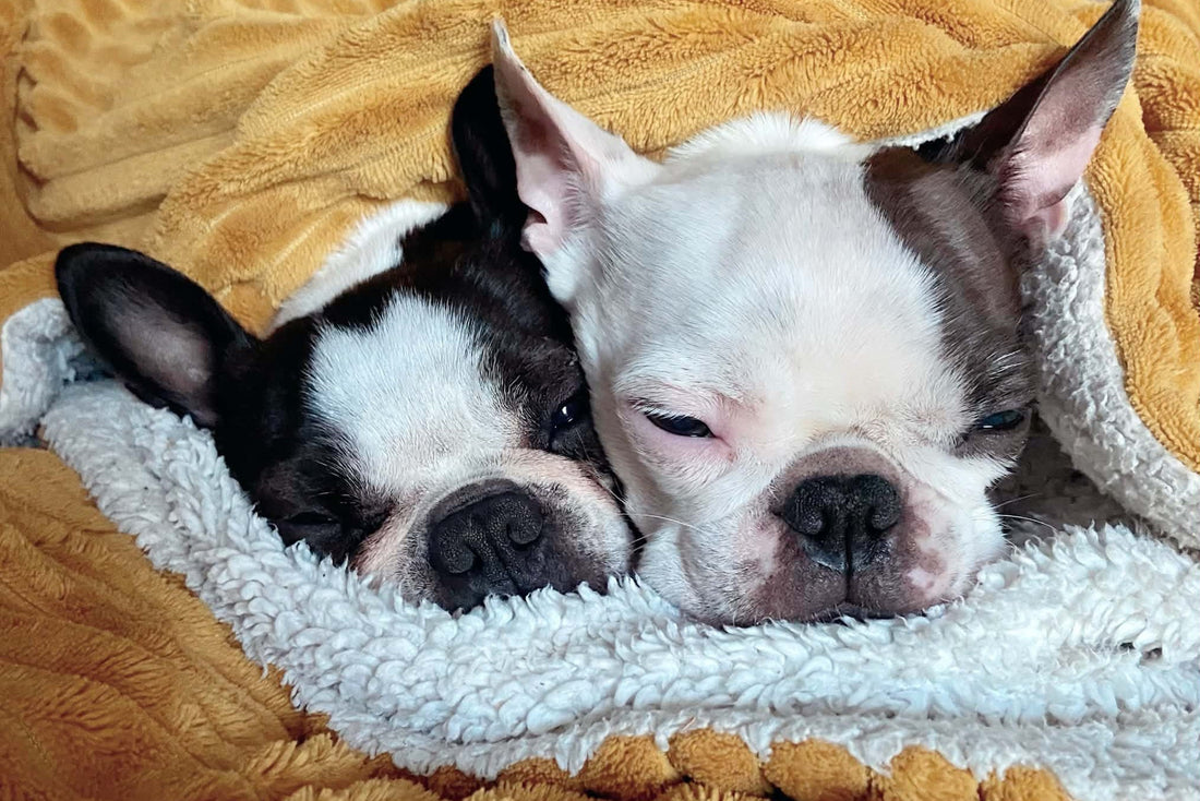 Fireworks! - How to Help Your Boston Cope