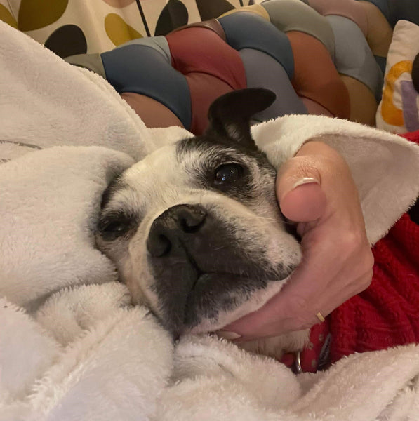 Mr W - Finally a Forever Home