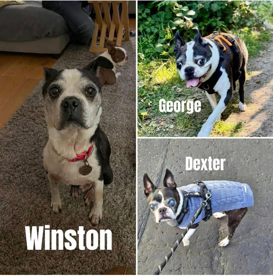 In Memory of 3 Primrose Pups