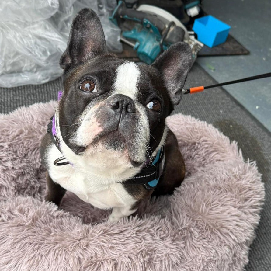 Stanley - My Forever Home Diary