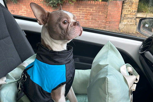 Road Trips with Your Pup: Top Tips🐾