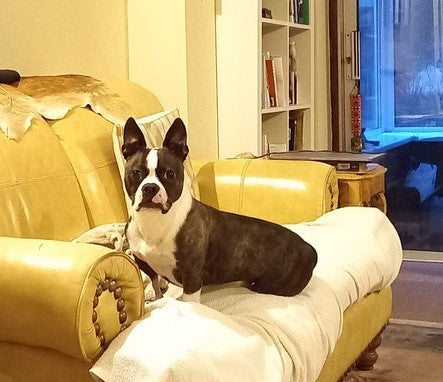 Elvis - He Was All Shook Up Now a Happy Hound Dog