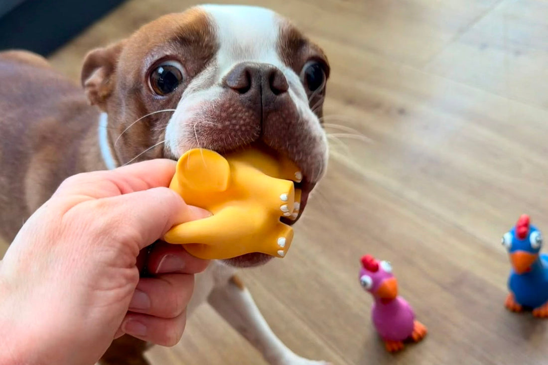 Why do dogs like squeaky toys so much?