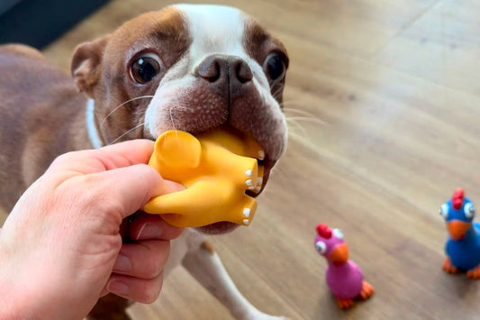 Why do dogs like squeaky toys so much?