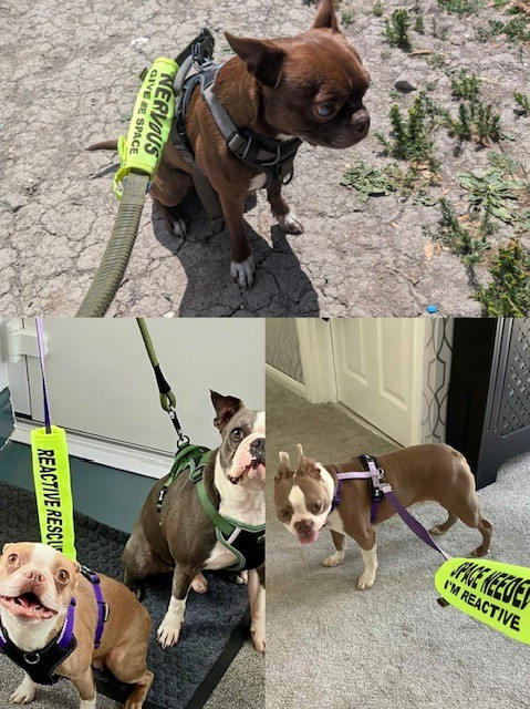 💛DOG FREE FOSTERS NEEDED💛