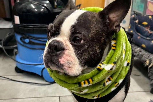 Primrose Pupdate - Gus