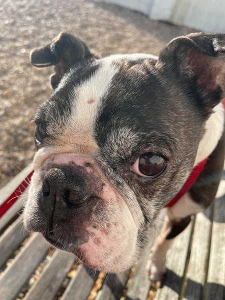 Peter - The joy in adopting an older dog