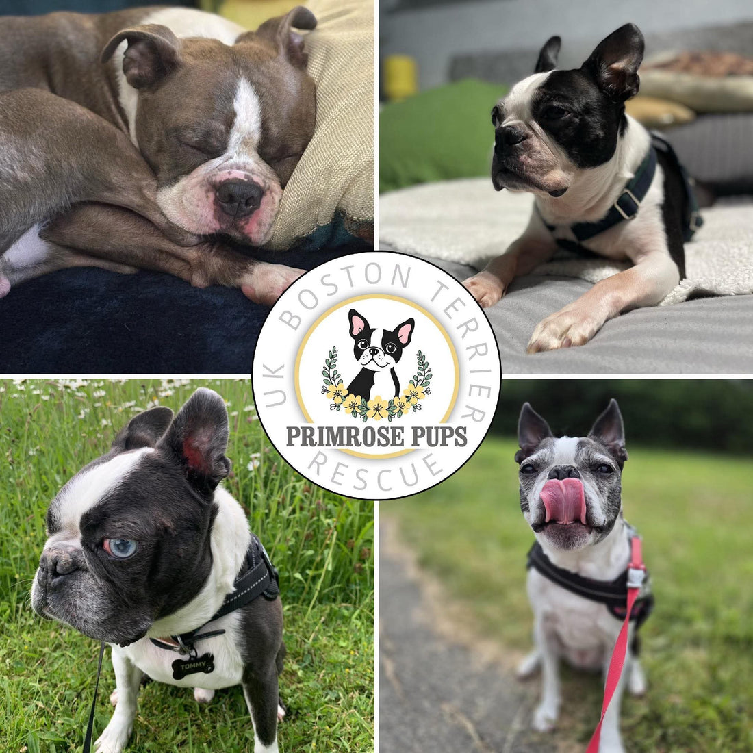 Could You Be the Person a Primrose Pup Has Been Waiting For?