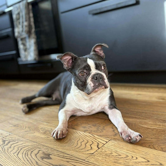 Relaxed Boston terrier on wooden floor at home