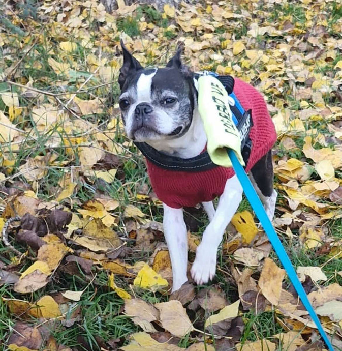 Furever Fosters Appeal