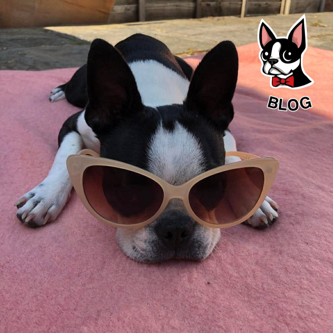 Paws & Sunshine: How to Keep Your Dog Cool and Happy This Summer