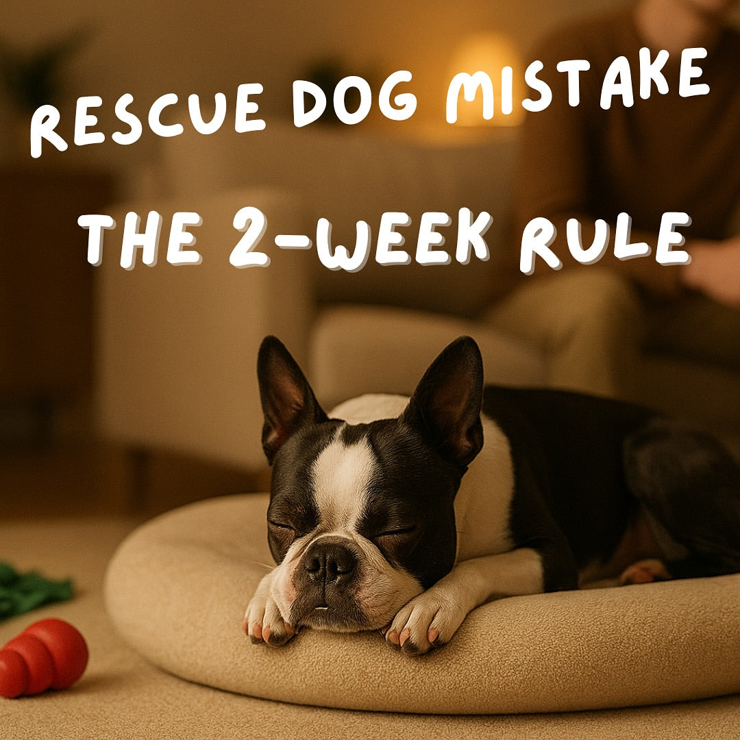 Just Brought Home a Rescue Dog?