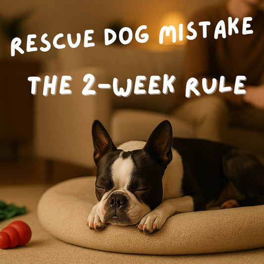 Just Brought Home a Rescue Dog?
