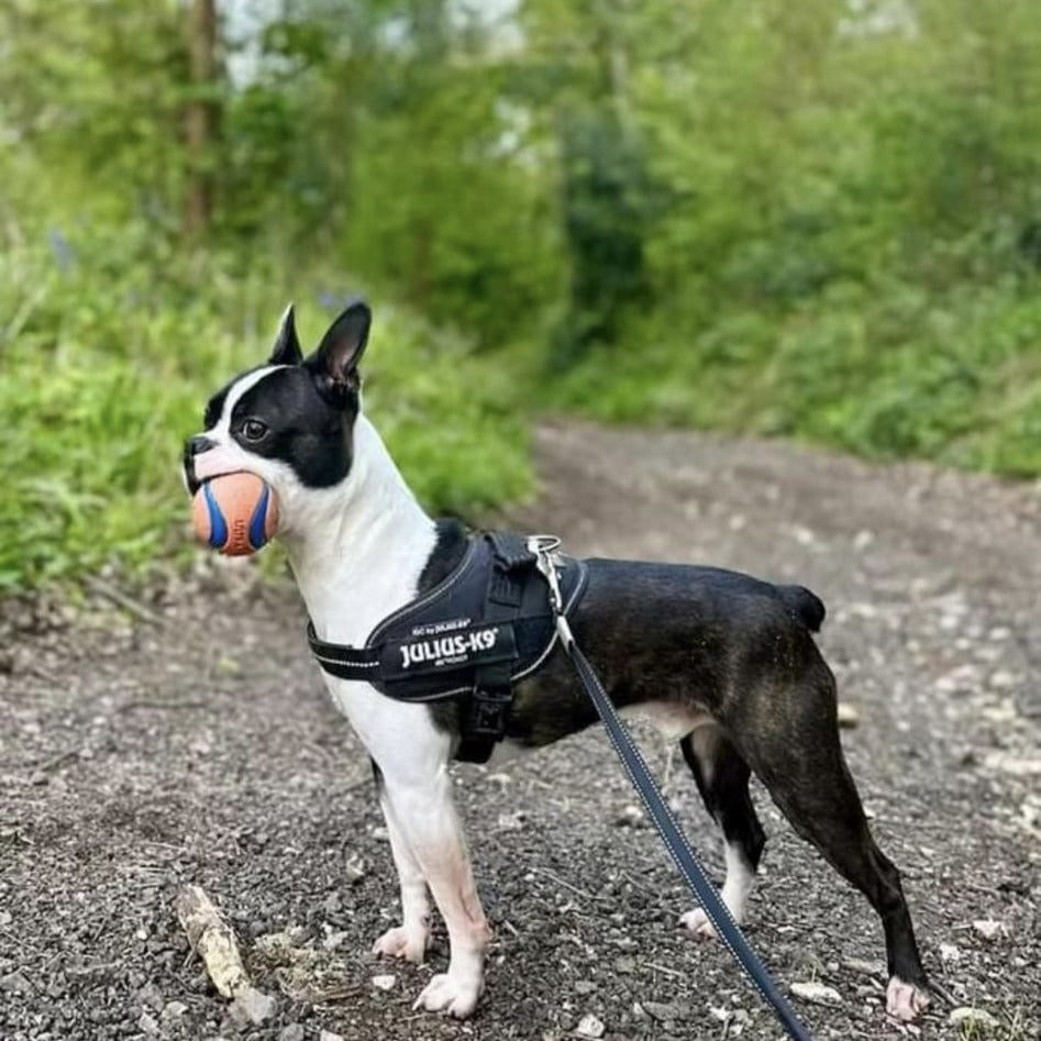 Boston Terrier walking in woods