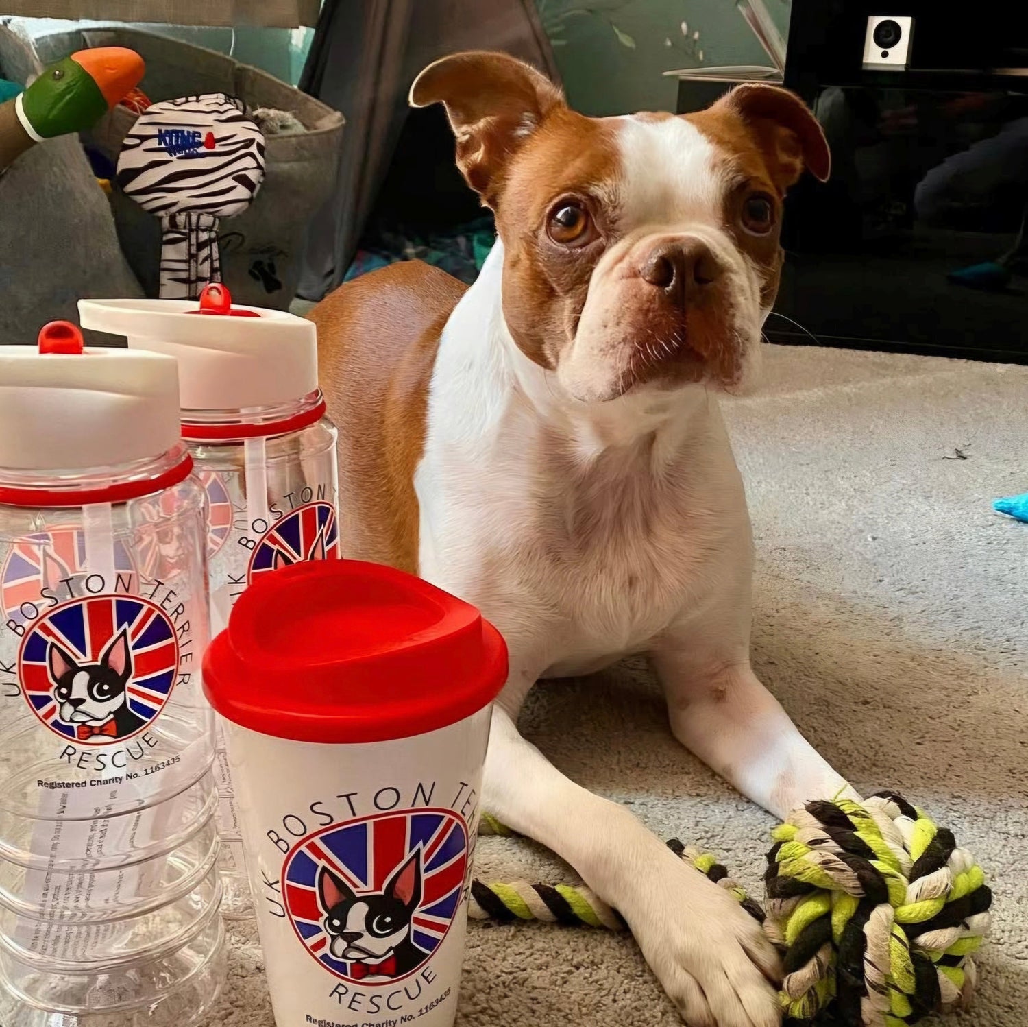 boston terrier with UKBTR merch