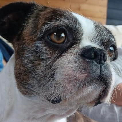 Close-up of a dog with a brown and white face