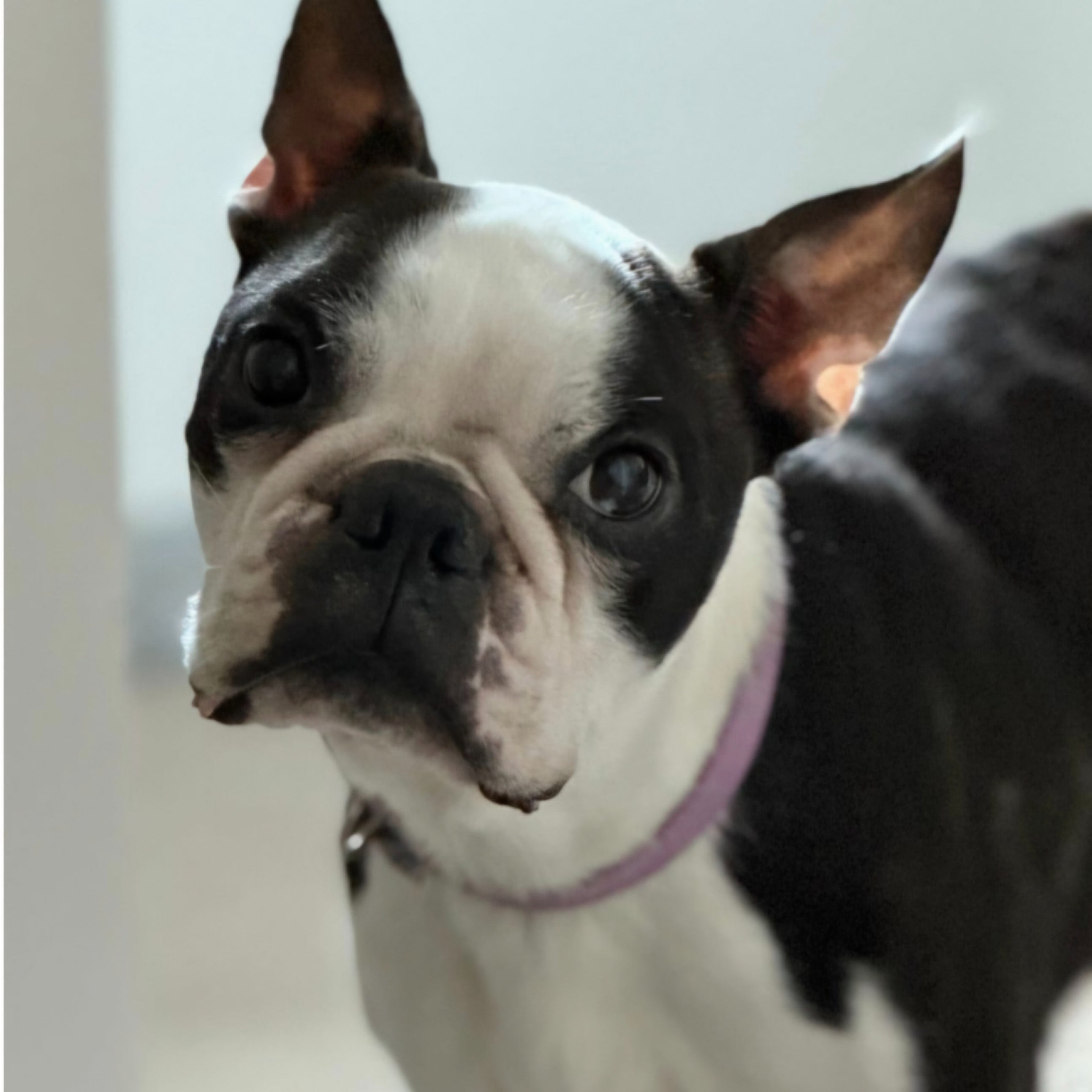 Boston Terrier looking sad 