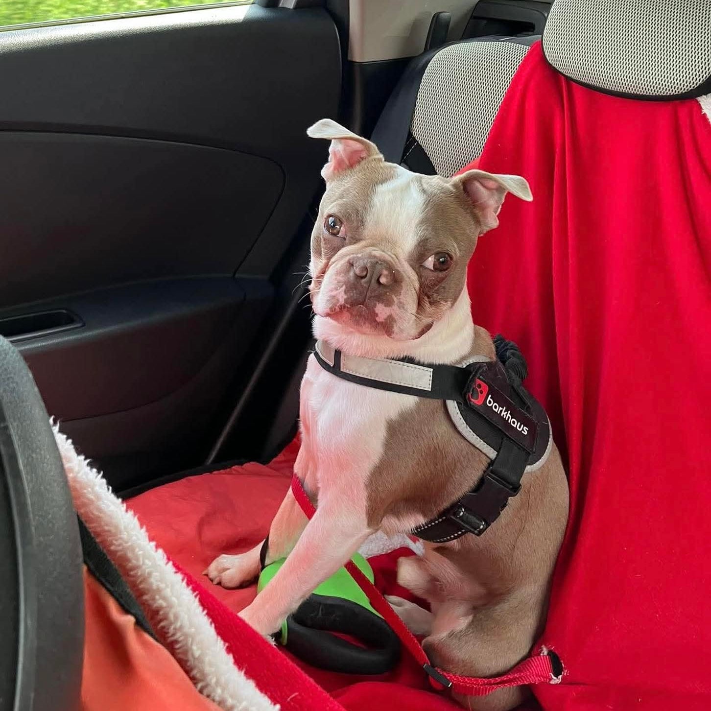 Dog in a car seat with a red cover and harness, looking out the window.