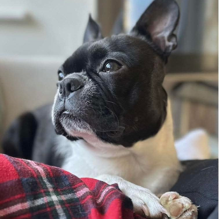 French Bulldog sitting on a person's lap wearing a red plaid shirt.