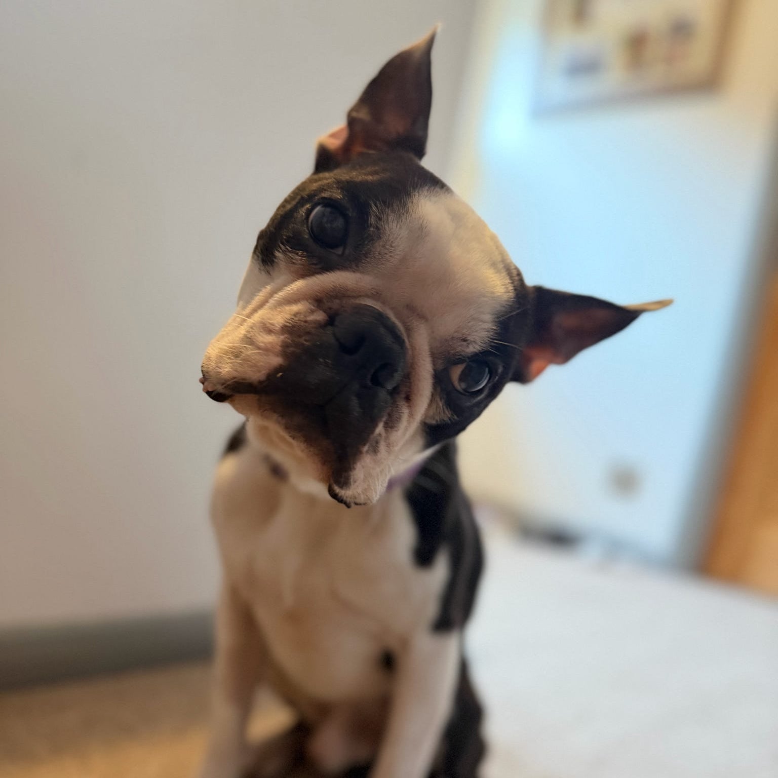 Small dog sitting on a carpeted floor with a neutral background
